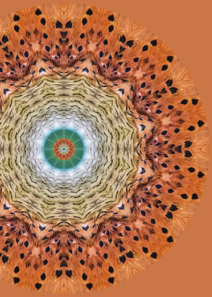 Kite Hawk Mandala