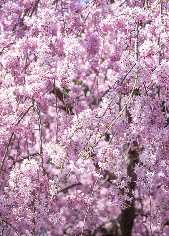 Cherry Blossom Spring