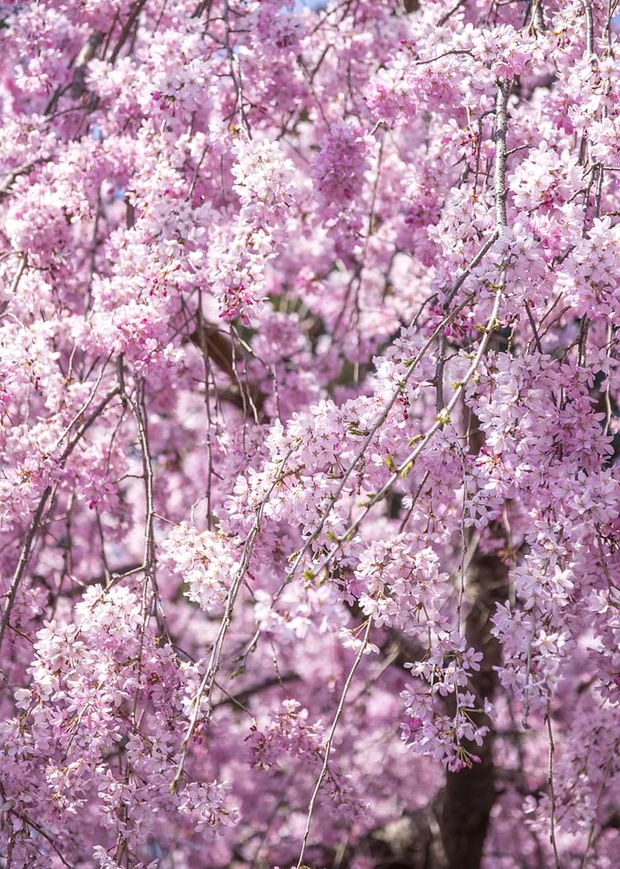 Cherry Blossom Spring