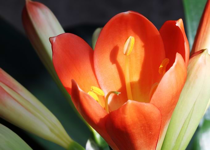 Red Orange Tulip