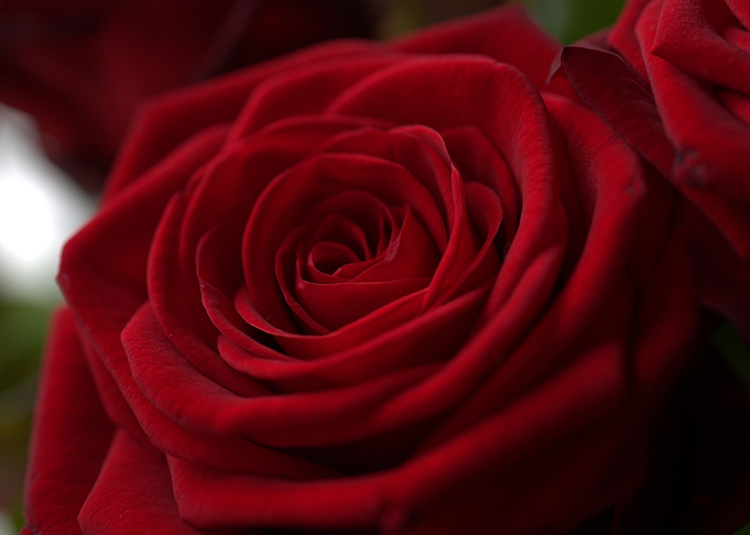 Red Rose