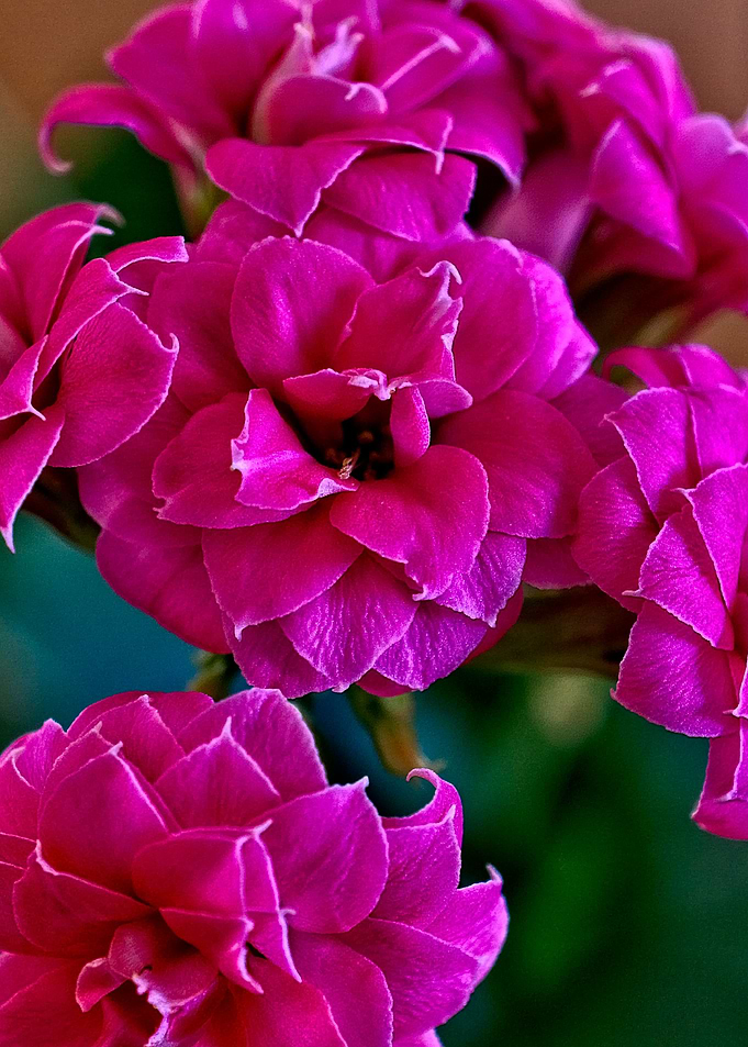 Cactus flowers