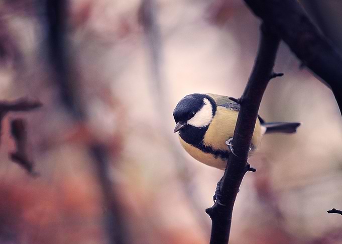 Birdie