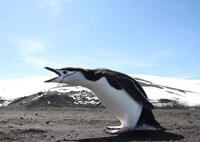 Penguin song