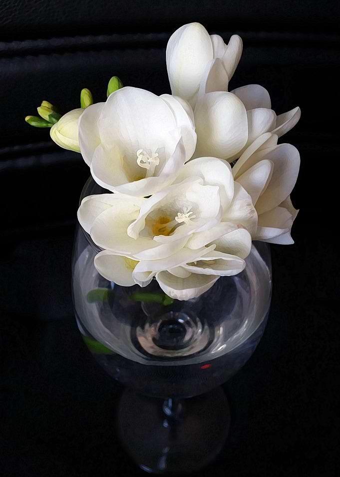 freesia night cup