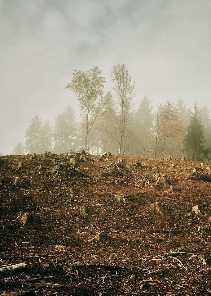 Clearcutting