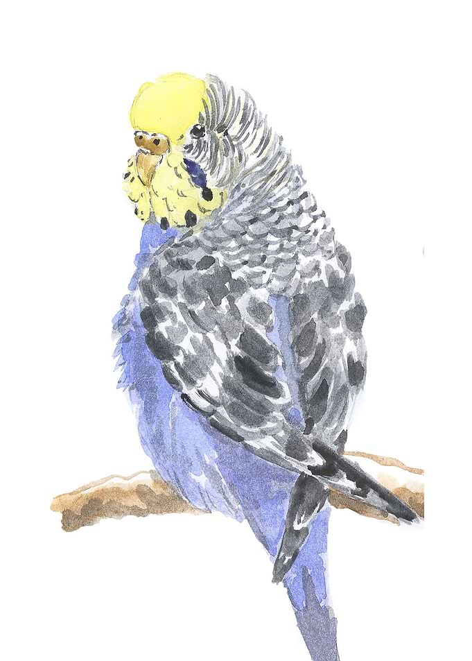 Blue Budgie Watercolor