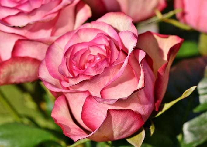 Pink Red Rose