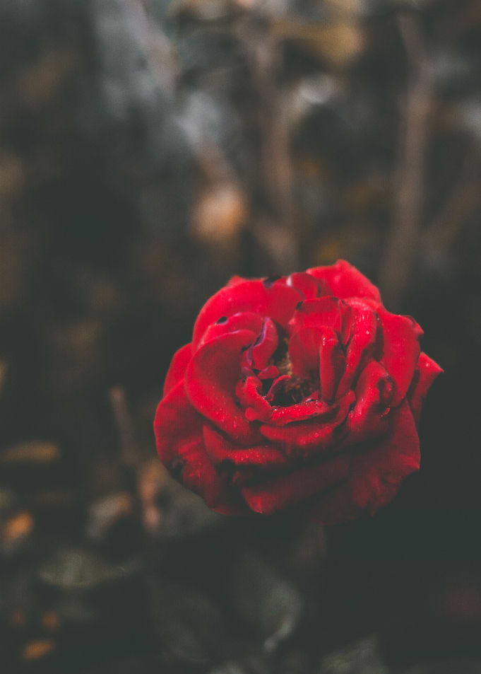 Red and Yellow