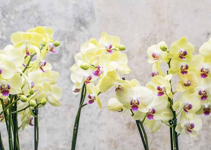 Elegant Cream Orchids