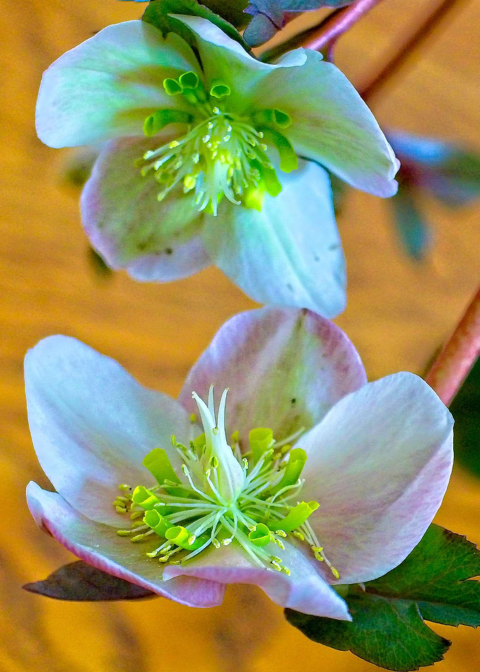 Flowers No 1