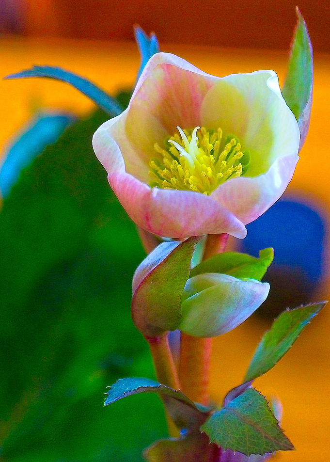 Flower No 1