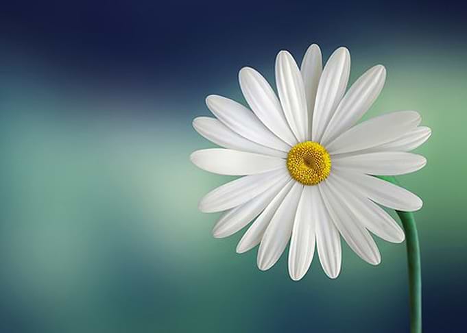 Marguerite Blossom