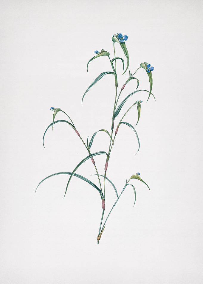 Birdbill Dayflower