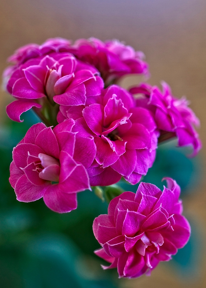 Cactus flowers