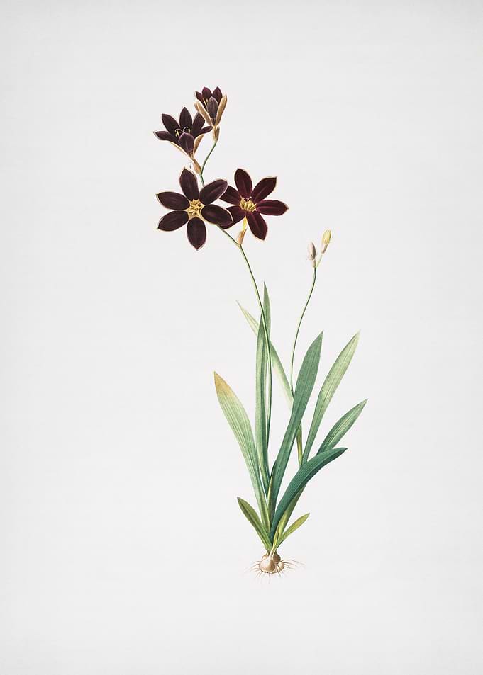 Ixia Grandiflora