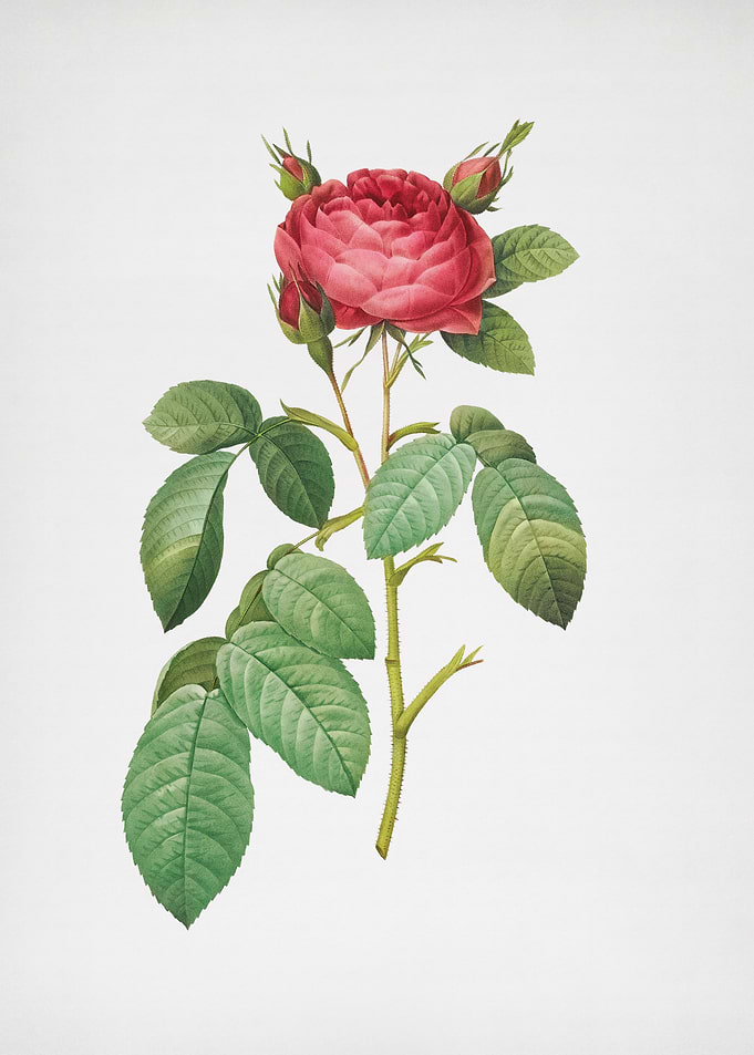Red Gallic Rose