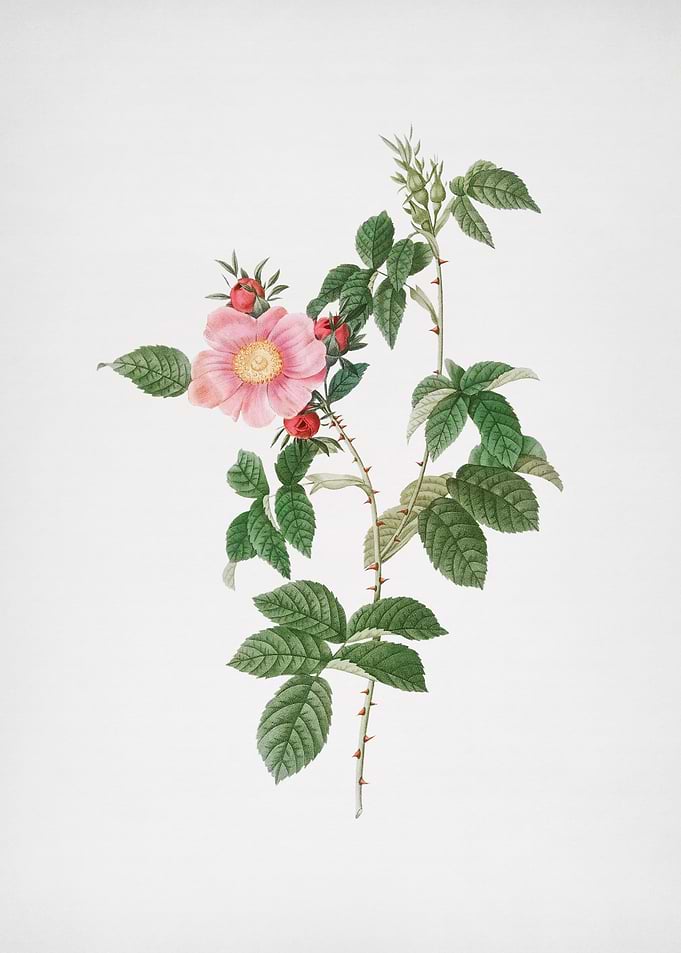 Dog Rose in Bloom