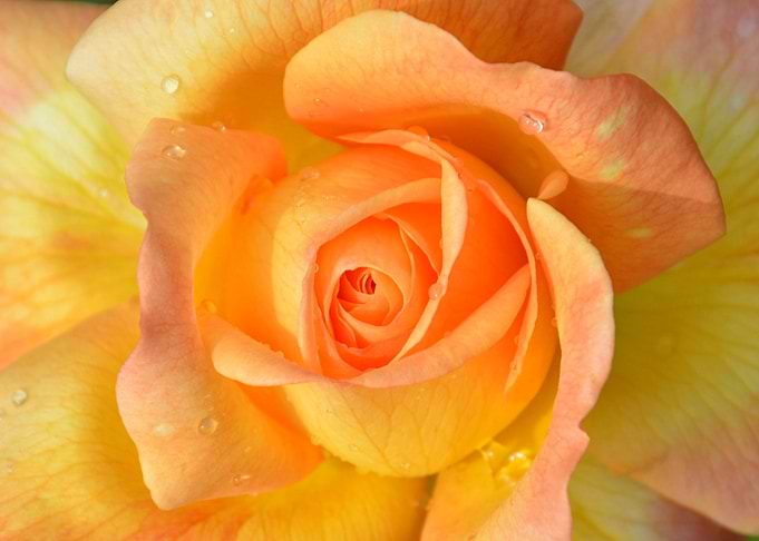 A Peachy Rose
