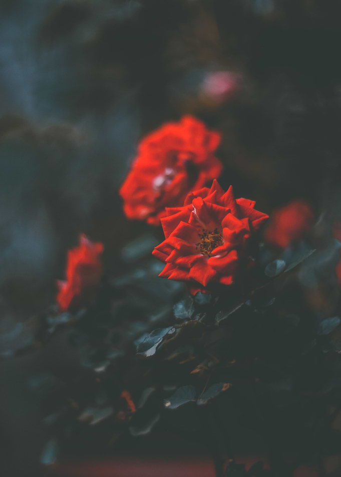 Red Love