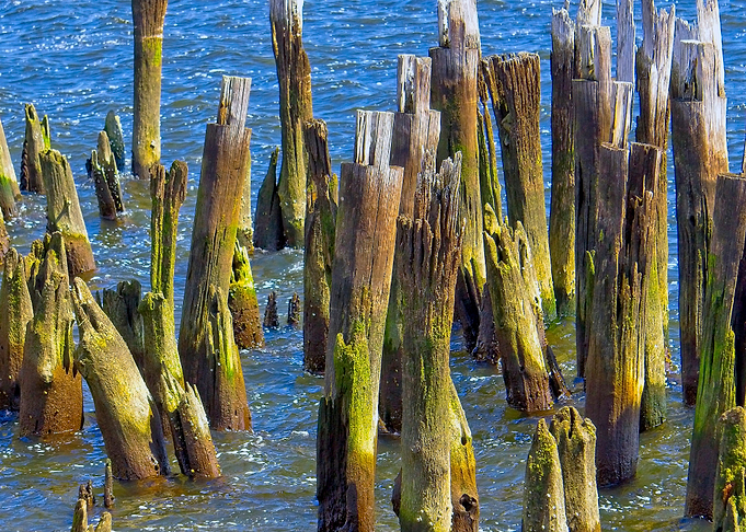 Moss covered dock pilings