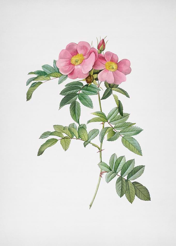 Rosa Lucida