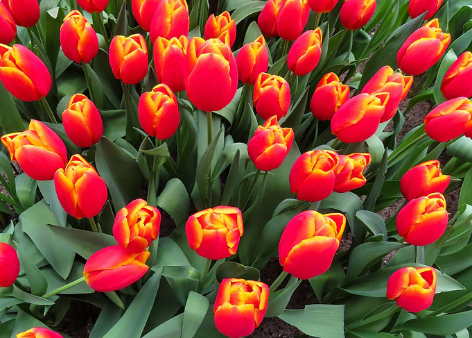 Bunch Of Tulips