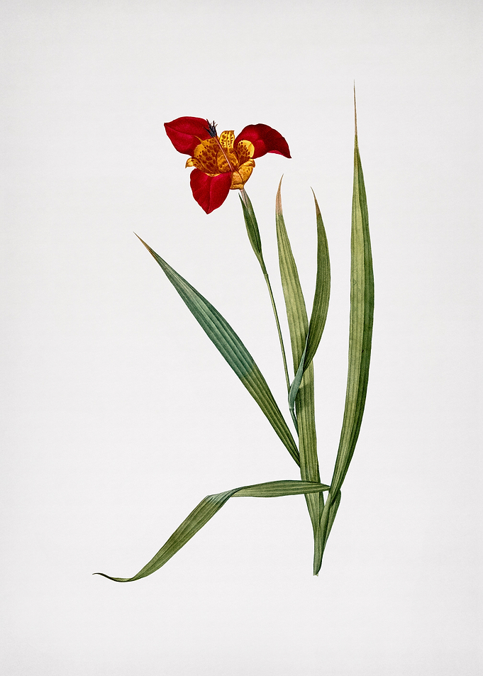 Tiger Flower