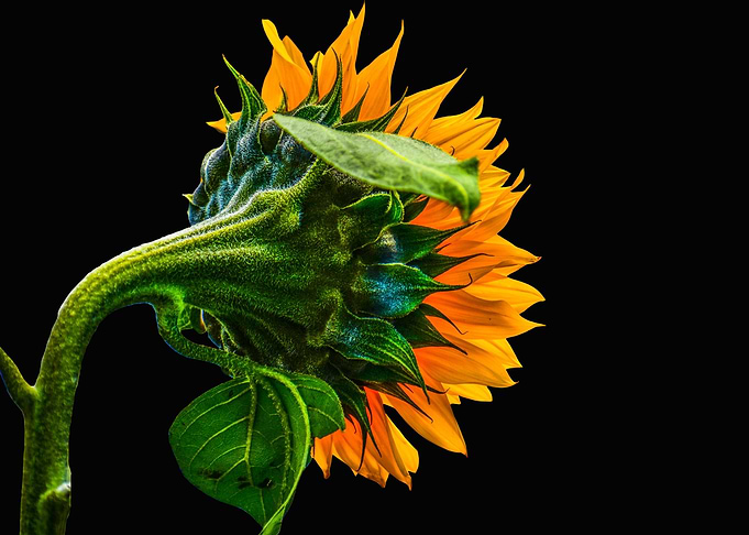 Behind Sunflower