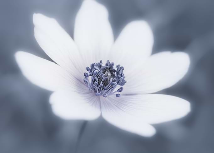 Just A Little Wildflower