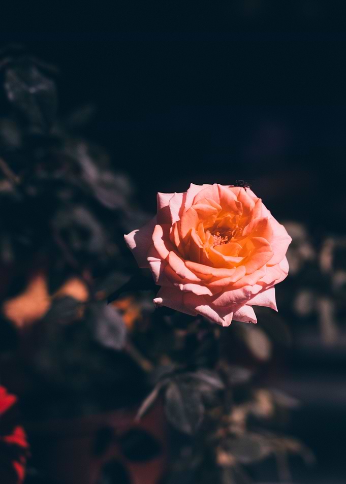 Empty Love