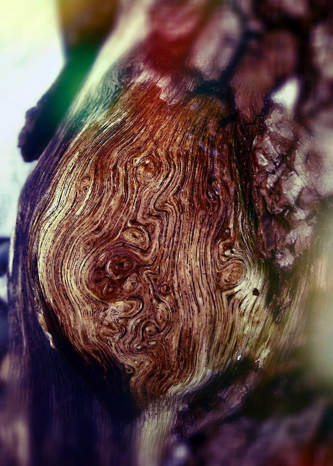 Nature 1