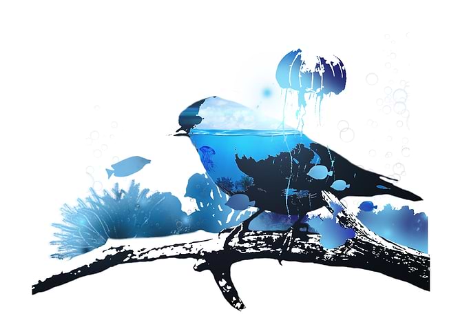 Water Bird