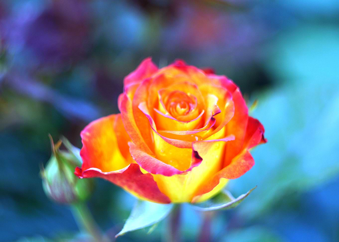 Fire rose