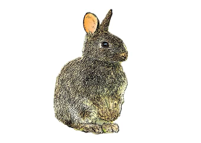 rabbit desain 001