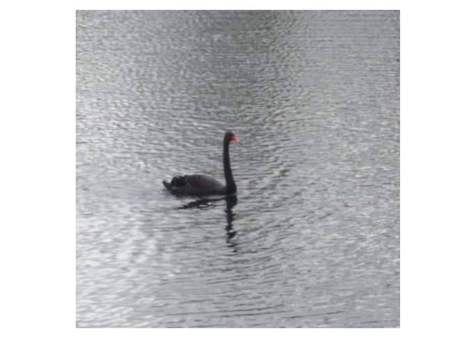 black swan