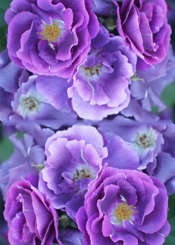 Floral pattern