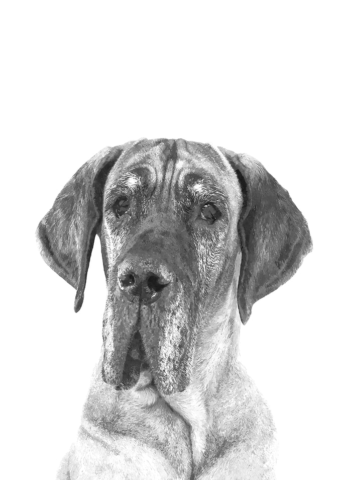 Black and White Great Dane