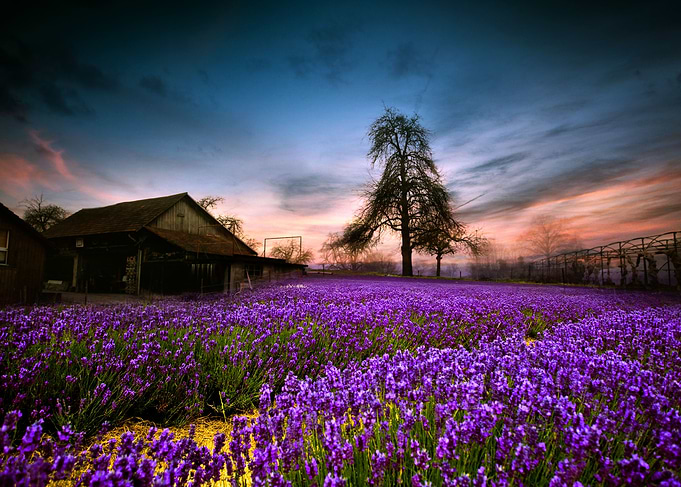 purple