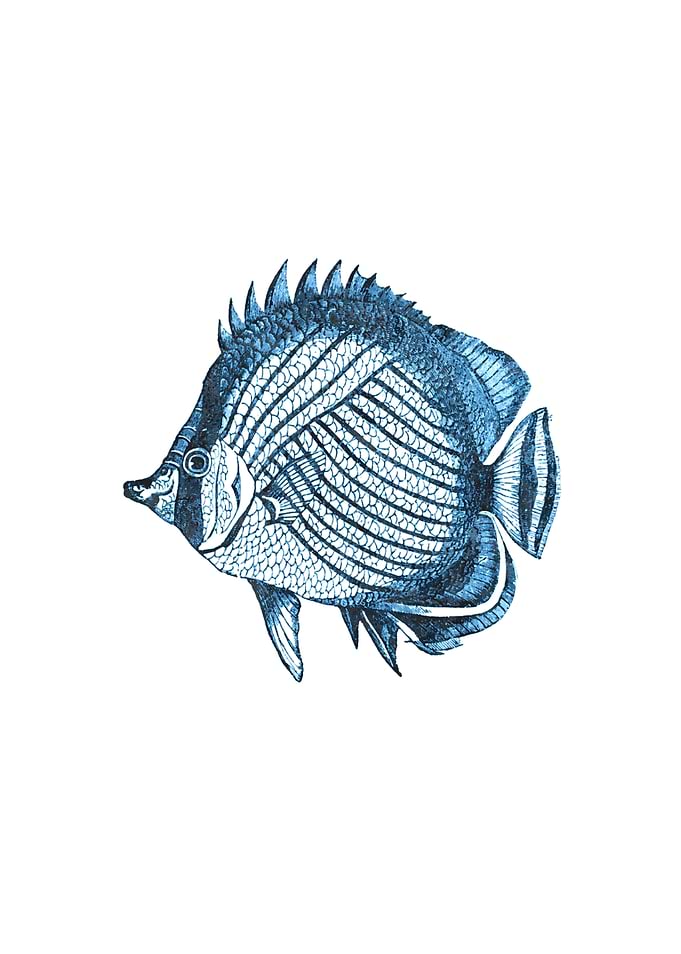 Blue Fish