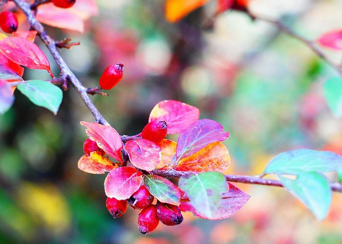 Wild berries