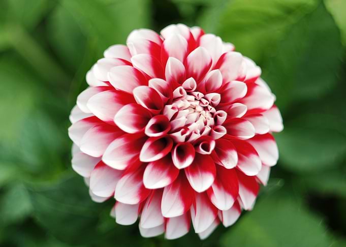 Firecracker flower