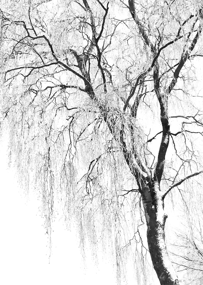 White Snow Tree