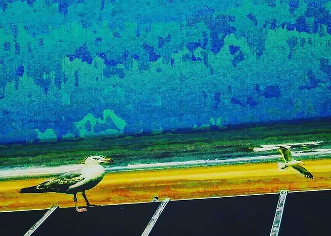 2 seagulls
