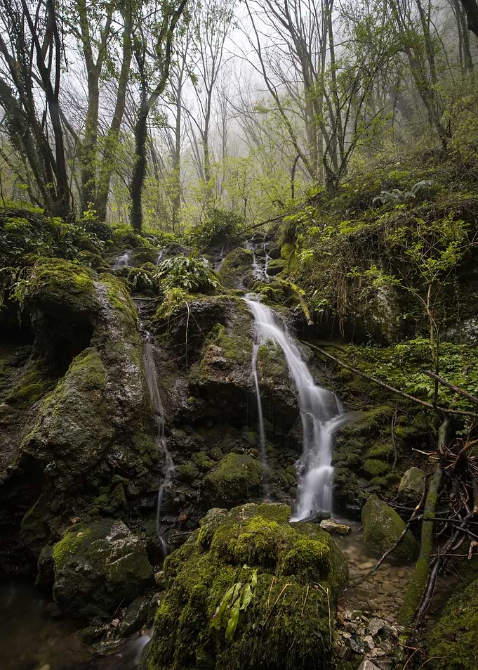 Creek flowing in a forest