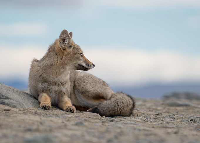 Fox
