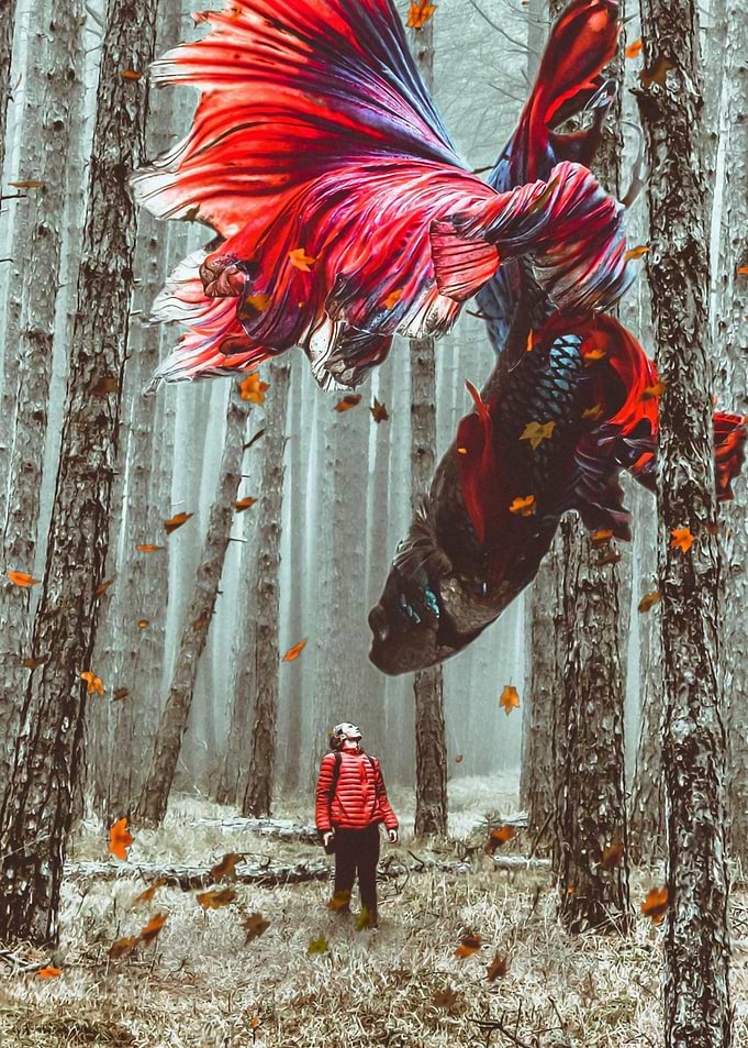 Forest Betta flying leaves