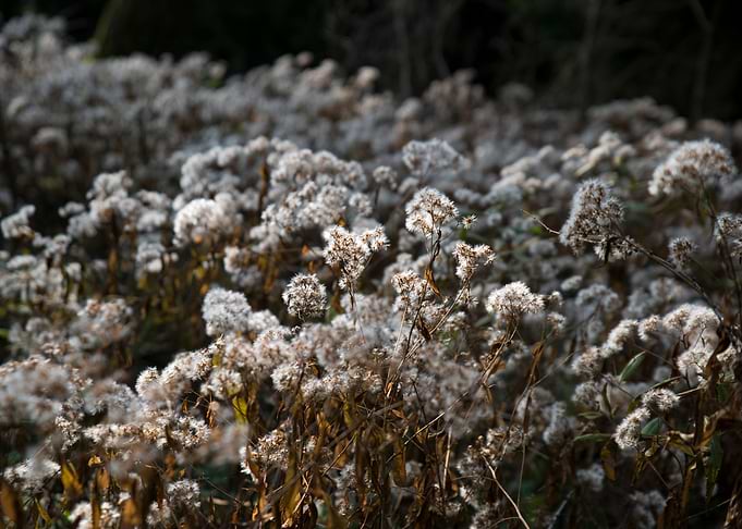 Meadow flowers detail