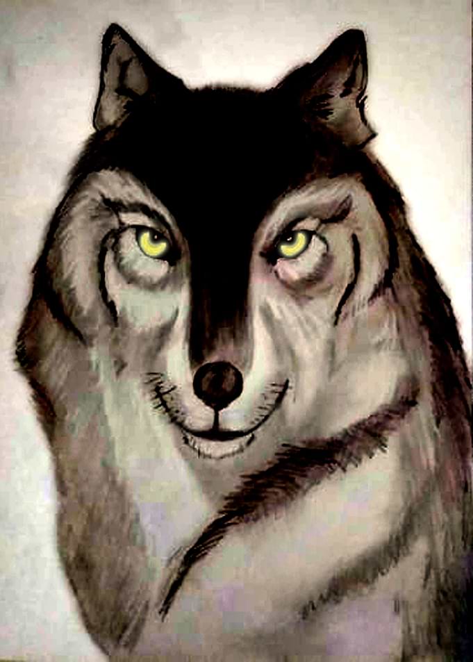 Brown Wolf