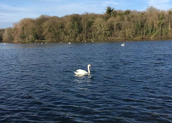 Swan lake